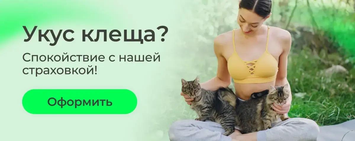 Чем опасен укус клеща и какие болезни он переносит